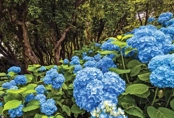  blooming, Hydrangea,  rhododendron arboreum , Villa Carlotta ,botanic garden, Tremezzina , Como Lake, Lombardy, Italy