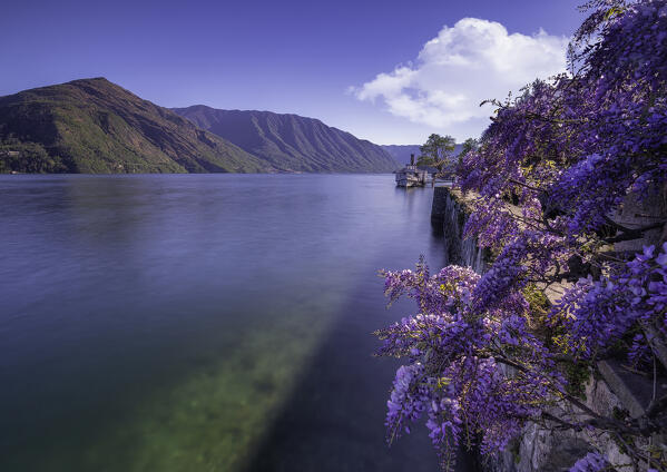 Wisteria in flowering on the shores of Lake Como in Cadenabbia, Como District, Lombardy, Italy, Europe.