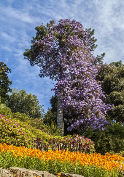 Villa Carlotta, Tremezzo, Como lake, Lombardy, Italy. Details of the villa's garden in bloom.wisteria