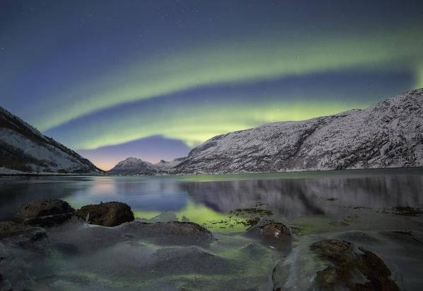 A powerful northern lights reflects itself at sunset in a  frozen bay in the tysfjord , Nordland county Norway Europe