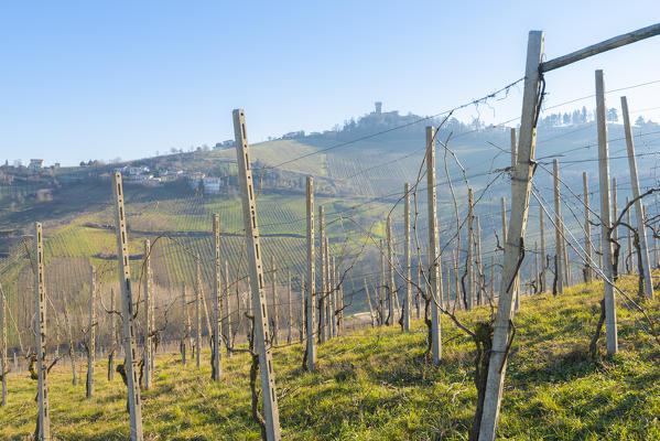 Vineyards of Cigognola, Oltrepo Pavese, Province of Pavia, Lombardy, Italy