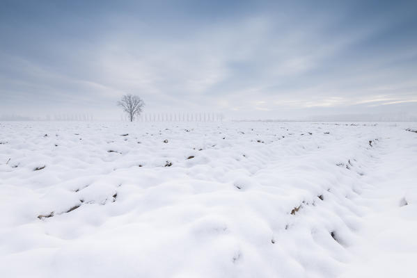 Fields in wintertime, Lomellina, Province of Pavia, Lombardy, Italy