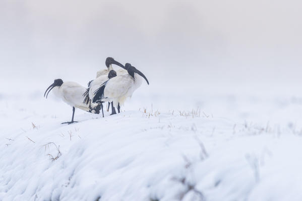 Group of ibis, Lomellina, Province of Pavia, Lombardy, Italy