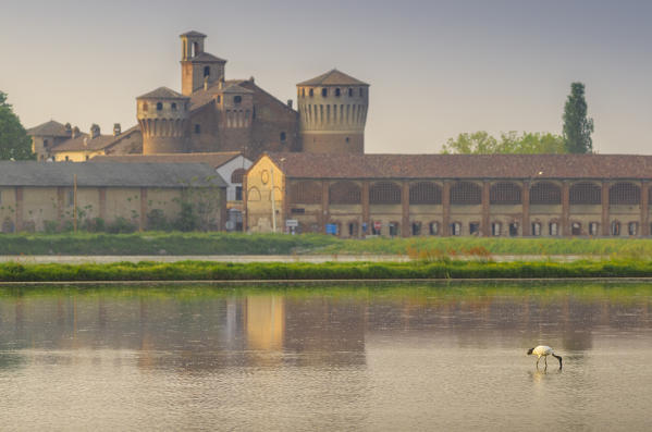 Ibis in front of Valeggio s castle, Lomellina, Province of Pavia, Lombardy, Italy