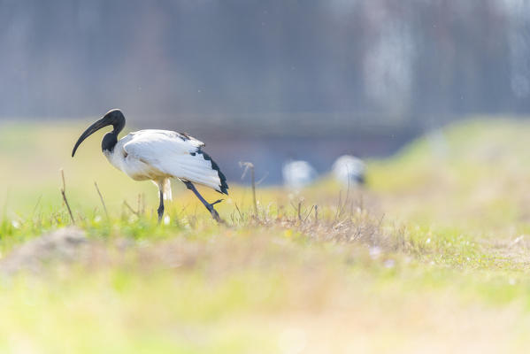 Ibis, Lomellina, Province of Pavia, Lombardy, Italy