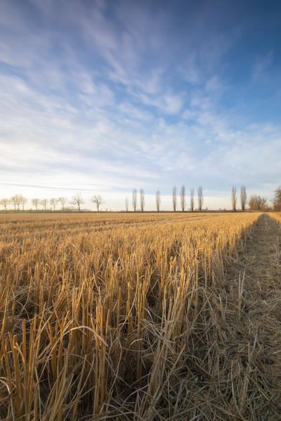 Field in late afternoon, Lomellina, Province of Pavia, Lombardy, Italy