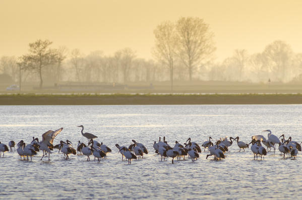 Herons and ibis in the sunset, Lomellina, Province of Pavia, Lombardy, Italy