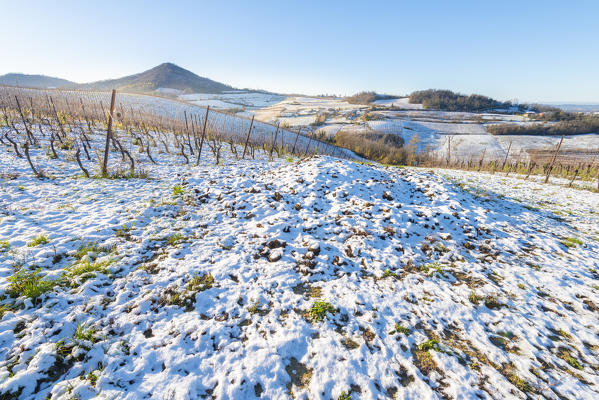 Wineyards in wintertime, Oltrepo Pavese, Province of Pavia, Lombardy , Italy