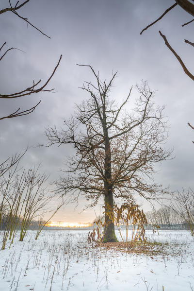 Winter sunset in Lomellina, Province of Pavia, Pianura Padana, Lombardy, Italy