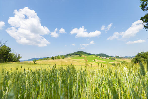 Ardivestra valley, Oltrepo Pavese, province of Pavia, Apennines, Lombardy