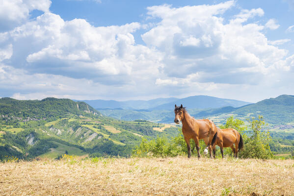 Horses, Oltrepo Pavese, province of Pavia, Apennines, Lombardy