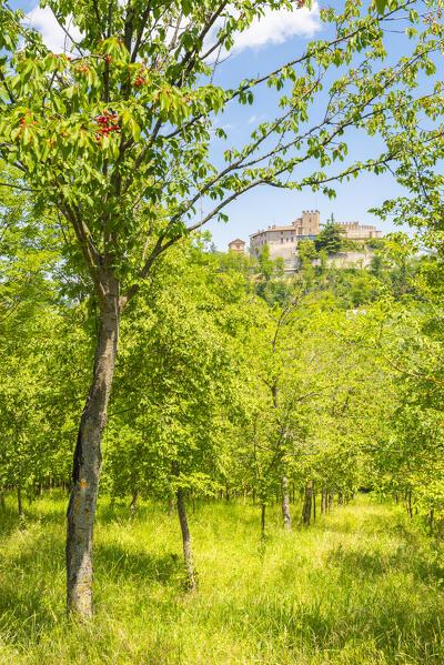 The castle of Montesegale seen from a cherry plantation, Oltrepo Pavese, province of Pavia, Apennines, Lombardy