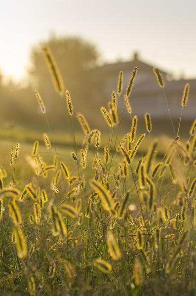 Details of a field, Lombardy, Italy