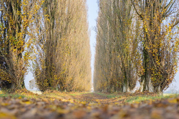 Avenue of a farmhouse, Valeggio, Lomellina, province of Pavia, Lombardy, Italy