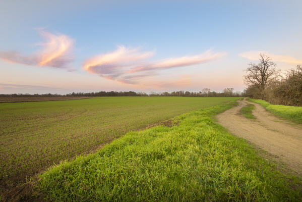 Sunset in the fields, Dorno, Lomellina, province of Pavia, Lombardy, Italy