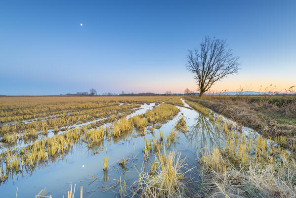 Rice field in the evening, Lomellina, province of Pavia, Lombardy, Italy