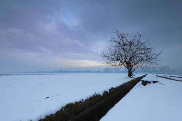 Solitary tree, Valeggio, Lomellina, province of Pavia, Lombardy, Italy