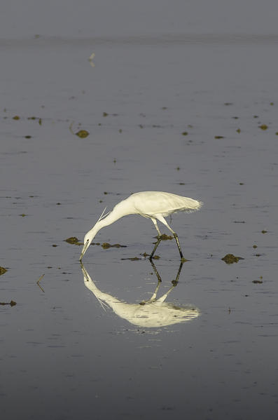 Egret (Lomellina, Lombardy, Italy)