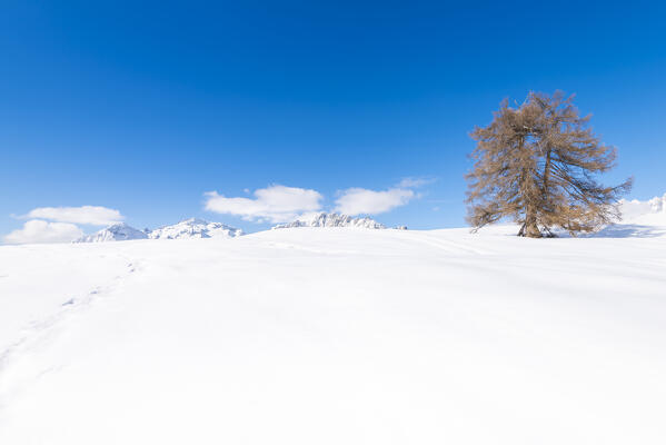 Alpe Granda, Valtellina, province of Sondrio, Lombardy, Italian alps, Italy