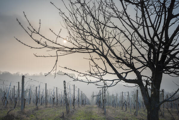 Schizzola valley in the fog, Borgo Priolo, Oltrepo Pavese, apennines, province of Pavia, Lombardy, Italy