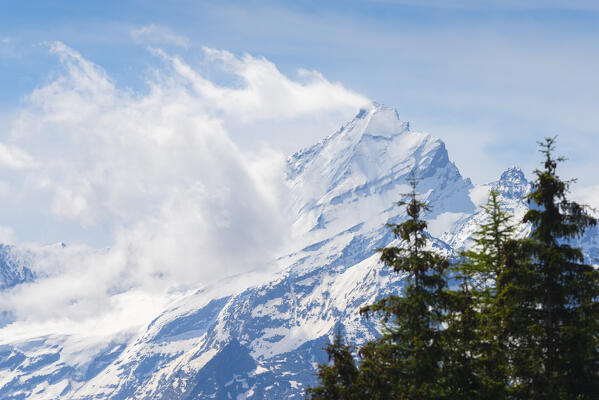 A vigew of Grivola from Col du Mont Joux,  Avise, Vallee d Aoste, Italian alps, Italy