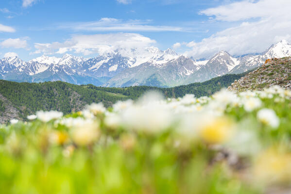 The view to Mont Blanc from the slopes of Pointe Aouillette,  Avise, Vallee d Aoste, Italian alps, Italy