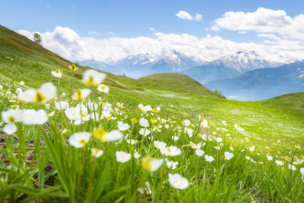 Meadows at Pointe Aouillette,  Avise, Vallee d Aoste, Italian alps, Italy