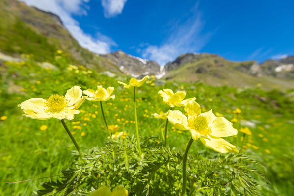 Alpine anemone, Comba Deche, Nus, Aosta Valley, Italian alps, Italy