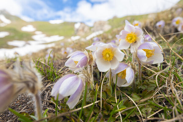 Spring pasqueflowers, Comba Deche, Nus, Aosta Valley, Italian alps, Italy