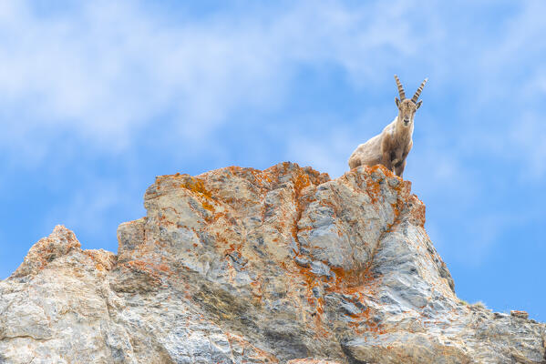 Capra ibex, Comba Deche, Nus, Aosta Valley, Italian alps, Italy
