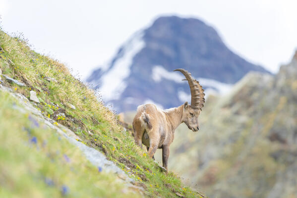 Capra ibex at Col de Saint Barthelemy, Comba Deche, Nus, Aosta Valley, Italian alps, Italy