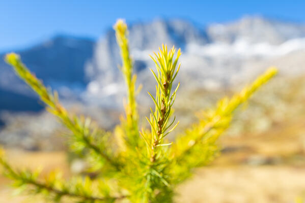 Little larch with foliage, Orco valley, gran paradiso national park, piedmont, italian alps, italy