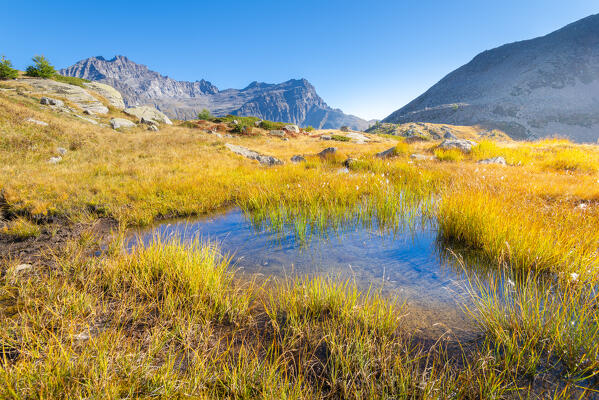 Small swamp, Orco valley, gran paradiso national park, piedmont, italian alps, italy