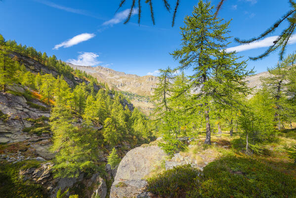 Larches in Orco valley, gran paradiso national park, piedmont, italian alps, italy