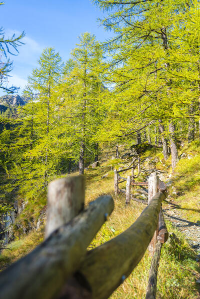 Path in the woods, Champorcher valley, Aosta Valley, italian alps, Italy