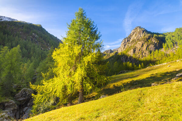 Solitary larch, Champorcher valley, Aosta Valley, italian alps, Italy