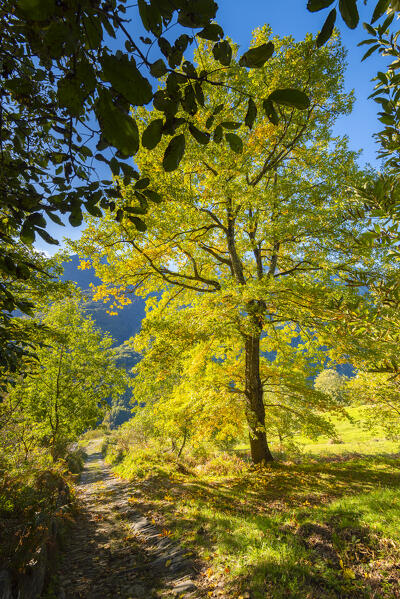 Foliage in Vigezzo valley, Ossola, Piedmont, Province of Verbano Cusio Ossola, italian alps, Italy
