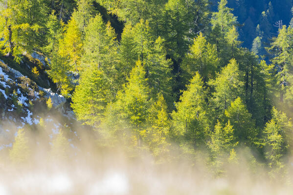 Foliage on larch forest, Vigezzo valley, Ossola, Piedmont, Province of Verbano Cusio Ossola, italian alps, Italy