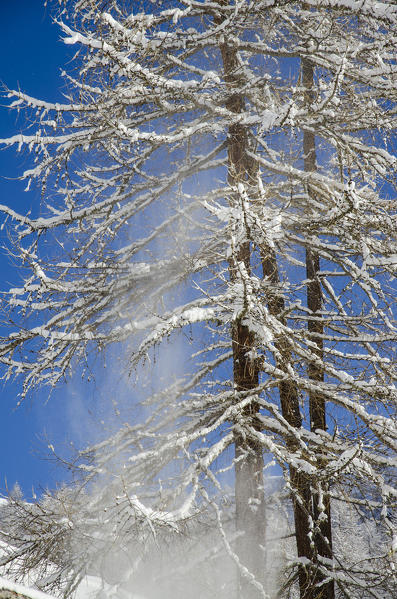 Falling snow from snowy larches (Val d'Ayas, Valle d'Aosta, Italy)