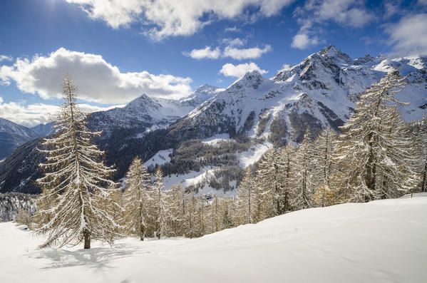 Snowy larches and peaks in winter (Val d'Ayas, Valle d'Aosta, Italy)