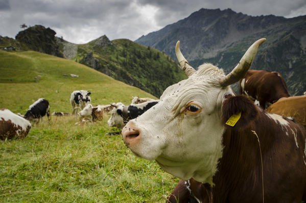 Cows (Val Soana, Gran Paradiso National Park, Piedmont, Italy) 