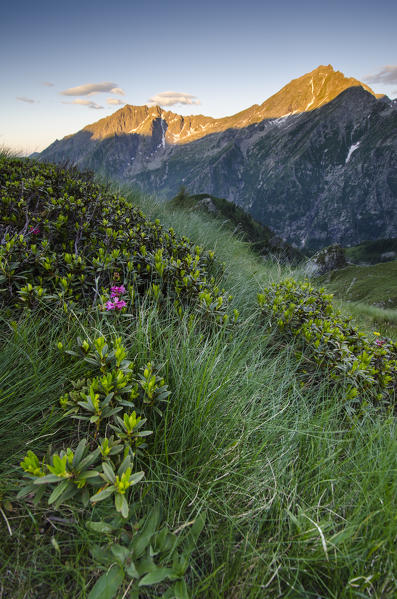 Rhododendron and landscape in the sunrise (Val Soana, Gran Paradiso National Park)