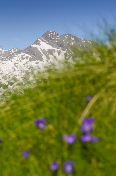 Torre di Lavina seen from a flower meadow (Val Soana, Gran Paradiso National Park)
