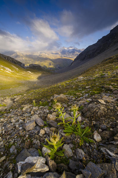 Thistles at Vaudet pass, Valgrisenche, Aosta Valley, Italy