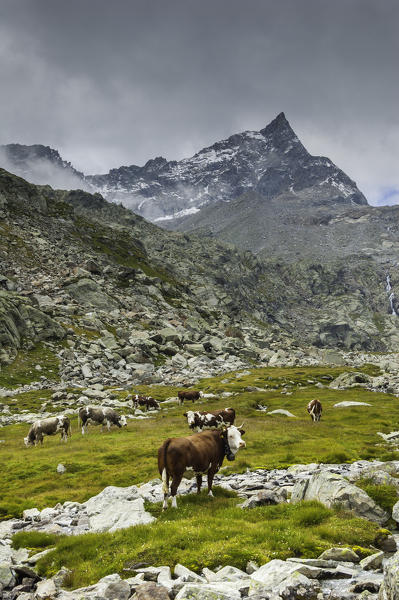Cows under Uja di Ciardoney (Soana Valley, Gran Paradiso National Park, Piedmont, Italy)
