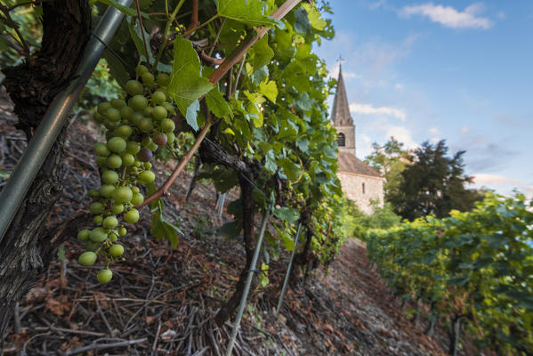 Vineards at old Montreux, Canton of Vaud, Switzerland, Swiss alps