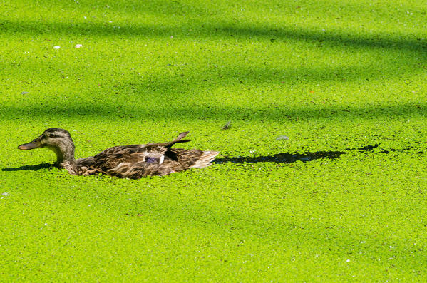 Swimming mallard (Ticino's Park, Province of Pavia, Lombardy, Italy)