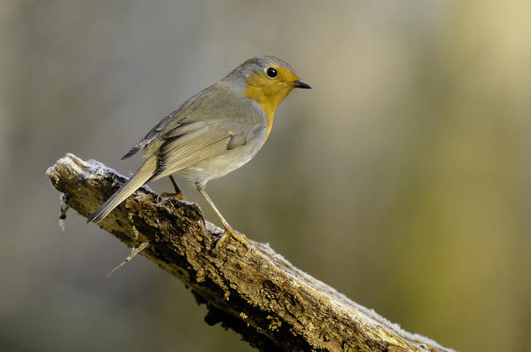 Erithacus rubecula - Robin (Ticino's park, Lombardy, Italy)