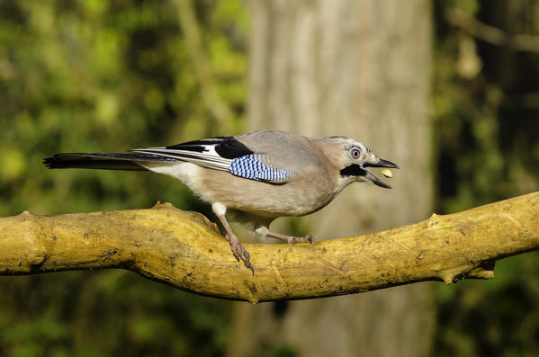 A jay and his meal (Ticino's park, Lombardy, Italy)