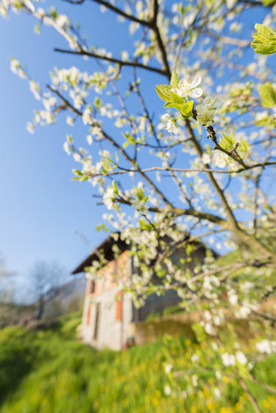 Crabapple tree, Val Brembana, Province of Bergamo, Orobie alps, Italian alps, Italy